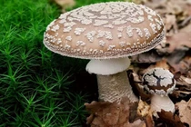 Thử biết nấm độc