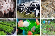 TP.HCM công bố 6 sản phẩm nông nghiệp chủ lực