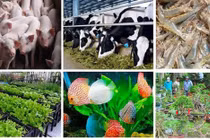 TP.HCM công bố 6 sản phẩm nông nghiệp chủ lực