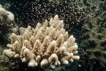 Hy vọng mới về tương lai của rạn san hô Great Barrier