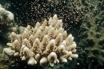 Hy vọng mới về tương lai của rạn san hô Great Barrier