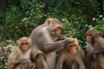 Vượn, khỉ giao tiếp bằng mùi