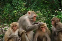 Vượn, khỉ giao tiếp bằng mùi