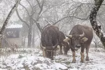 Bắc bộ rét đậm, rét hại đến khi nào?