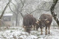 Bắc bộ rét đậm, rét hại đến khi nào?