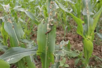 Khuyến cáo phòng trừ dịch sâu keo mùa thu