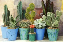 Mẹ trồng xương rồng, con “hứng” gai