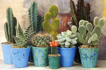 Mẹ trồng xương rồng, con “hứng” gai