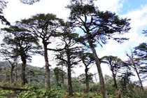 Lào Cai: Phát hiện quần thể Thiết sam quý hiếm 