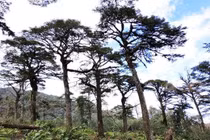 Lào Cai: Phát hiện quần thể Thiết sam quý hiếm 