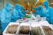 Xuất khẩu tôm có nhiều tín hiệu đáng mừng