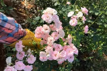  Chăm hoa hồng sai hoa