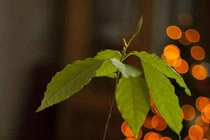 Tận dụng cốc sót trong nhà trồng cây