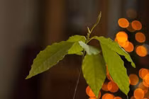 Tận dụng cốc sót trong nhà trồng cây