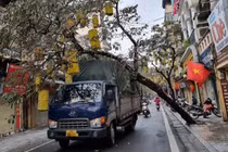 Hà Nội: Xử lý vụ cây trên phố cổ bật gốc đè trúng xe tải