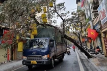 Hà Nội: Xử lý vụ cây trên phố cổ bật gốc đè trúng xe tải