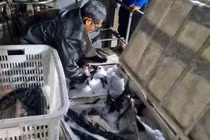 Cá tầm “lách tiêu chuẩn” vào Việt Nam: Ai được lợi?