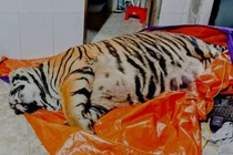 Hổ nặng 250kg nằm bất động: Chủ nhà khai mua để nấu cao