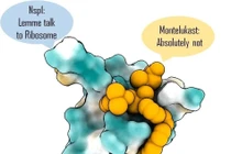 Thuốc điều trị hen suyễn Montelukast ngăn chặn protein của Covid-19, giảm lây nhiễm