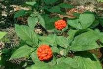 Tam thất - Thuốc tư bổ cường tráng