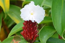 Trị đau tai bằng mía dò 