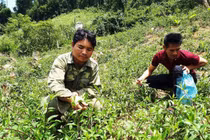 Gùi rau của người Bh’Noong về xuôi