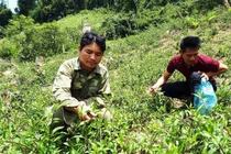 Gùi rau của người Bh’Noong về xuôi