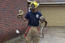 Giải cứu 100 con rắn bên trong ngôi nhà cháy kinh hoàng