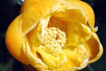 Trà hoa vàng được trồng ở đâu?