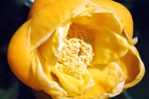 Trà hoa vàng được trồng ở đâu?