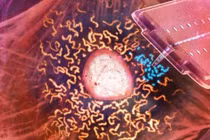 Cấy ghép ty thể giúp điều trị bệnh và chống lão hóa 