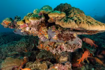 San hô có thể lưu trữ một lượng đáng ngạc nhiên vi nhựa