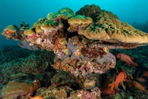 San hô có thể lưu trữ một lượng đáng ngạc nhiên vi nhựa