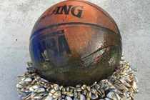 Quả bóng rổ được hàng nghìn con hàu bám dính