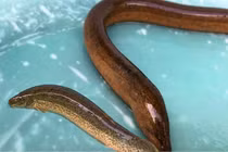 Lý giải vì sao chạch, lươn có nhớt trên mình