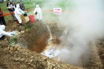 Hà Nội diễn tập ứng phó dịch tả lợn châu Phi