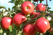 Bài thuốc hay cho người mỡ máu cao