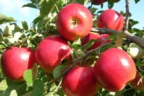 Bài thuốc hay cho người mỡ máu cao