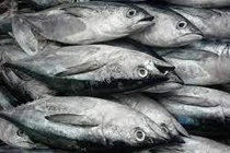 Đau đầu, chuột rút sau khi ăn cá ngừ ươn