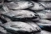 Đau đầu, chuột rút sau khi ăn cá ngừ ươn