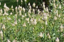 Mào gà trắng cầm máu, tiêu viêm