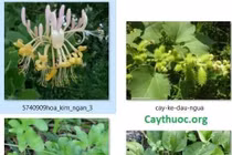 Thuốc Đông y chữa viêm đường tiết niệu