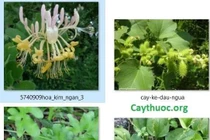 Thuốc Đông y chữa viêm đường tiết niệu