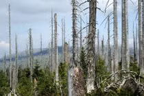 Tác hại của mưa axit