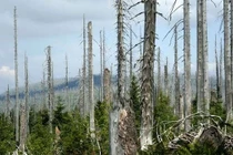 Tác hại của mưa axit