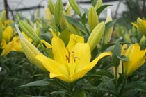 Ý nghĩa biểu tượng của hoa ly