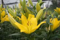 Ý nghĩa biểu tượng của hoa ly