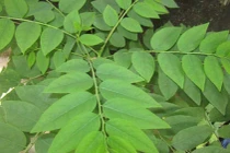 Xà phòng rửa tay từ lá chùm ruột