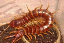 Dùng rết chữa viêm cột sống