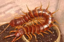 Dùng rết chữa viêm cột sống